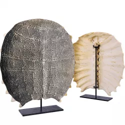 Freshwater Turtle Shell 3D model