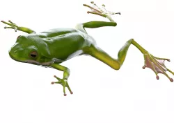 Frog 3d model  3D model