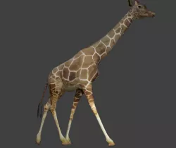 Giraffe Low-poly  3D model