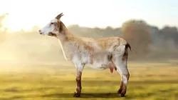 Goat - Male and Female Low-poly  3D model