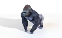 Gorilla Rigged 3D model