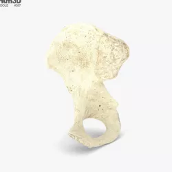 Hip Bone 3D model