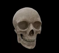 Human skull Low-poly  3D model