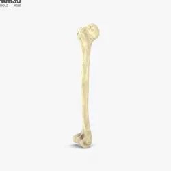 Humerus 3D model