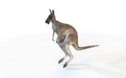 Kangaroo Rigged 3D model