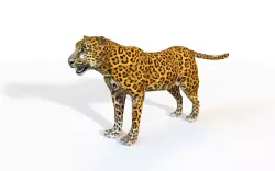 Leopard Rigged 3D model