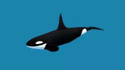 Low Poly Cartoon Orca Killer Whale Low-poly  3D model