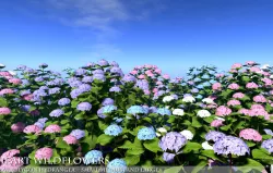 Low Polygon Hydrangeas for Games and Architectural Vis Low-poly  3D model