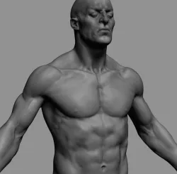 Male Anatomy 3D model