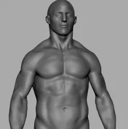 Male Anatomy Study 3D model