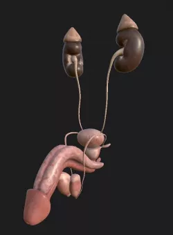 Male Reproductive System Low-poly  3D model