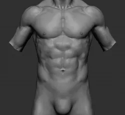 Male Torso v3 3D model