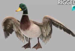 mallard 3D model