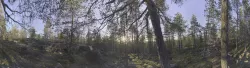 Nature HDRI - Forest Glade Texture