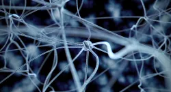 Neurons 3D model