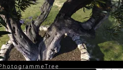 Olive Tree 01 3D model