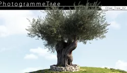 Olive Tree 02 3D model
