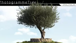 Olive Tree 03 3D model