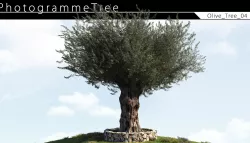 Olive Tree 04 3D model