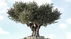 Olive Tree 05 3D model