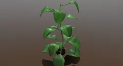 Outdoor Plant 3D model
