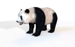 Panda Rigged 3D model