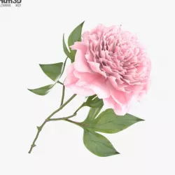 Peony 3D model