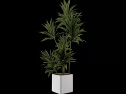 Plant House Plant Palm 3D model