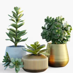 Plants collection 09 3D model