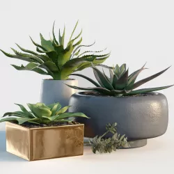 Plants collection 10 3D model