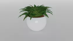 Potted Bush 3D model