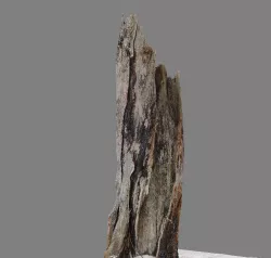 Root - photogrammetry 3D model