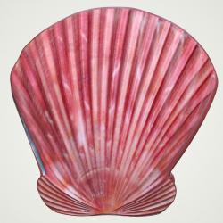 Scallop Shell 3D Model $19 - .3ds .dae .dxf .fbx .obj .max - Free3D