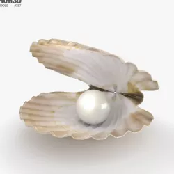 Seashell with Pearl 3D model