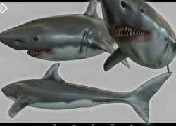 shark 3D model