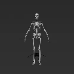 skeleton  model  3d   3D model