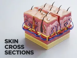 Skin cross sections-damaged skin-cut skin- with 4K textures 3D model