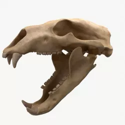Skull Bear 4K Low-poly  3D model
