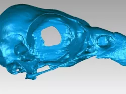 Skull of an Osprey (Pandion haliaetus)
