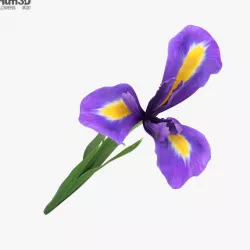 The Iris 3D model