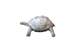 Tortoise Rigged 3D model