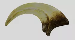 Velociraptor cycle claw 3D model