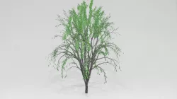 Willow tree 3D model