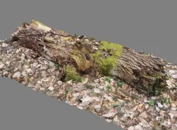 Wood Log 3D model