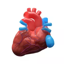 3D Human Heart Model - VR AR low-poly Low-poly  3D model