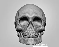 3D Human Skull detailed 3D model
