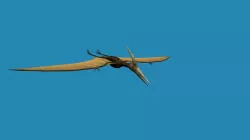 3D Pteranodon in some formats 3D model
