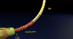 3D sperm spermatozoa  3D model