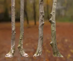  5 Forest Dry trees Low-poly  3D model