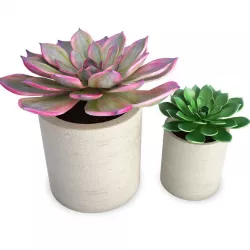 Aeonium Succulent Plants 3D model